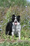 BORDER COLLIE 326